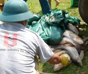 Cá lồng trên sông Bưởi tiếp tục chết, tiêu hủy gần nửa tấn cá