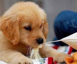 Chọn vật nuôi hợp mệnh mang lại may mắn cho chủ nhà
