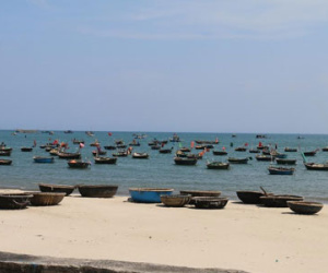 Thông tin gà chết do ăn cá biển ở Đà Nẵng: 7 con gà đang được theo dõi