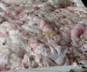 Đóng cửa lò kích nở lòng heo bằng bột Trung Quốc