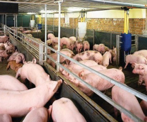 Việt Nam chưa có tên trong danh sách xuất thịt heo vào Trung Quốc