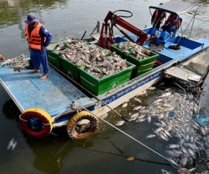 Vớt hàng chục tấn cá chết trên kênh Nhiêu Lộc