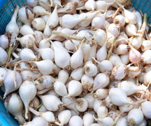 Tỏi cô đơn Lý Sơn khan hiếm, giá tăng cao