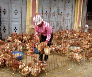 Trắng đêm sợ chết, nỗi khổ bà hàng gà lãi tiền tỷ mỗi năm