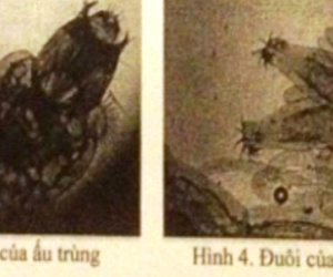 Ấu trùng ruồi la liệt trong nước sạch ở Ninh Bình