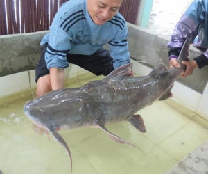 Bữa tiệc "thủy quái" sông Đà trăm triệu của đại gia Hà Nội