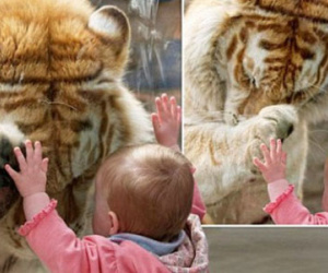 Câu chuyện đáng suy ngẫm đằng sau bức ảnh nổi tiếng “Em bé xoa mặt hổ”