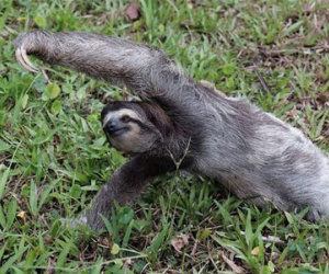 Con lười nổi tiếng vì biết tập yoga
