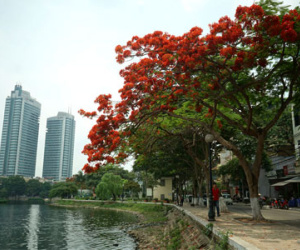 Hà Nội đỏ rực mùa hoa phượng