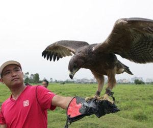 Lạ lẫm thú chơi “chúa tể bầu trời” ở Hà Nội