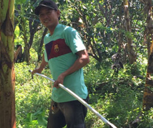 Mất mùa trái cây, nông dân trắng tay