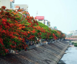 Ảnh: Sông Tô Lịch đẹp lạ mùa phượng vĩ nở hoa