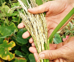 Hàng chục ha lúa trắng bông bất thường sau một đêm