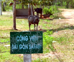 Giao Vinpearl đầu tư dự án Sài Gòn Safari
