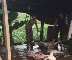 Lợn "khoả thân" tràn vào nội thành