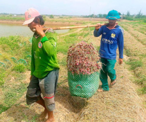 Hành tím Lý Sơn trước nguy cơ bị "xóa sổ"