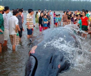 Cá voi khổng lồ mắc kẹt ở bờ biển Nghệ An