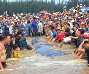 Dân hò reo khi giải cứu thành công cá voi khổng lồ