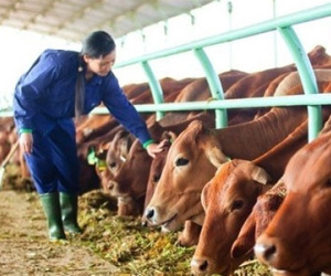 Chấm dứt hoạt động dự án nuôi bò nghìn tỷ của Hoàng Anh Gia Lai