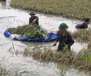 Hình ảnh đẹp: Khi những người chiến sĩ lội bùn, xuống đồng gặt lúa giúp dân