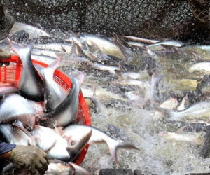 Mỹ thông qua nghị quyết bác bỏ giám sát cá da trơn
