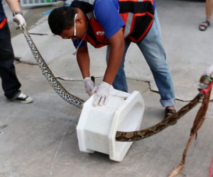 Bị trăn cắn "của quý" khi đang đi toilet trong nhà