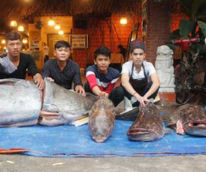 “Tứ quý” cá khủng đồng loạt "bơi" về Sài Gòn