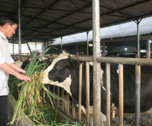 Dự kiến bỏ trần giá sữa trẻ em từ 1.7: Nuôi bò sữa “lĩnh đòn”?