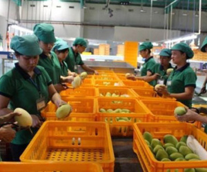Rau quả Việt hưởng lợi từ căng thẳng Trung Quốc - Philipines