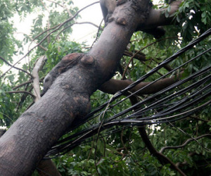 Cây xà cừ bật gốc ngã vào đường dây điện