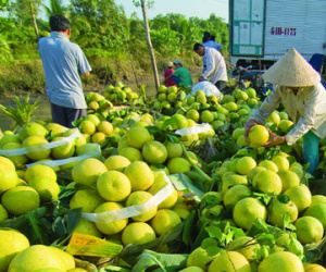 Bưởi da xanh "sốt" giá vì "đói" nguồn cung