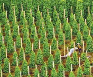 Hoàng Anh Gia Lai bị thu hồi 50 ha đất dự án