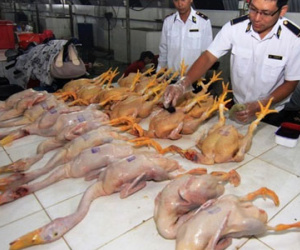 Không cho phép sử dụng nhựa thông trong giết mổ gia cầm