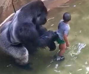 Mỹ có thể khởi tố cha mẹ bé trai bị rơi vào chuồng khỉ