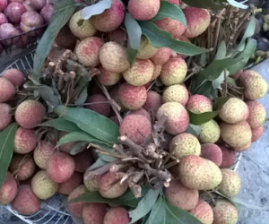 Vải đầu mùa bị hét giá 100.000 đồng/kg, nhà giàu cũng "méo mặt"