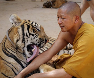 Ảnh: Sư Thái Lan ăn ngủ cùng 137 con hổ dữ