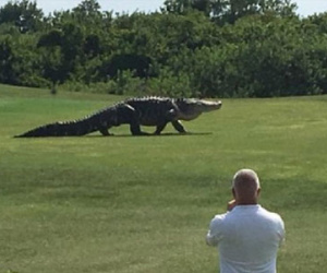Kinh hãi cảnh cá sấu khổng lồ dài hơn 4,5m đi dạo trong sân golf