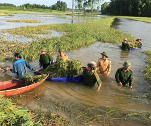 Công an Sông Lô mặc quân phục gặt lúa giúp dân gây tranh cãi