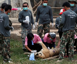 Nhà sư Thái Lan tại đền thiêng định bỏ trốn cùng da hổ