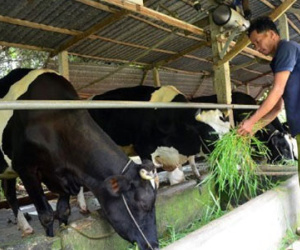 900 hộ dân vẫn chưa bán được sữa sau chỉ đạo của Bí thư