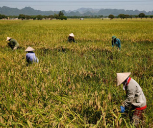 Nông dân phơi mình trong nắng nóng 39 độ C thu hoạch lúa