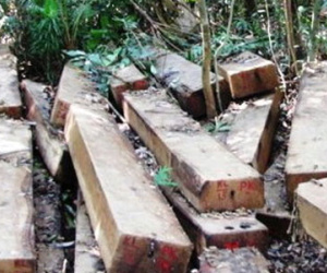 Truy bắt gỗ lậu, 3 kiểm lâm bị chém, 1 lâm tặc thiệt mạng