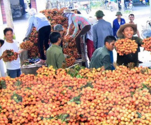 Vải Thanh Hà được mùa được giá, người mua bán tấp nập