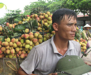 Vải thiều giảm sản lượng, giá tăng
