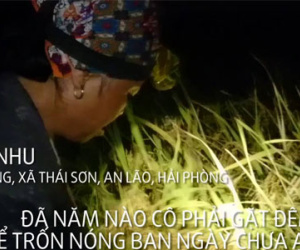 Clip: Nông dân gặt lúa lúc 3h sáng