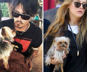 Johnny Depp tranh quyền nuôi chó cưng với vợ trẻ
