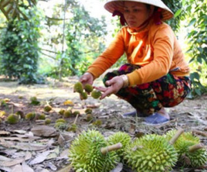 Nhà vườn trồng sầu riêng mất hàng trăm tỷ vì nhiễm mặn