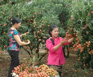 Vải thiều vẫn quá phụ thuộc Trung Quốc