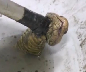 Thái Lan: Hoảng hồn với rắn hổ mang chui lên từ bồn cầu