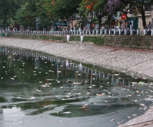 Đã thu vớt 6 tấn cá chết và làm sạch môi trường hồ Hoàng Cầu